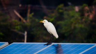 A white egret gracefully perches on a solar panel amidst a natural setting, blending wildlife with technology.