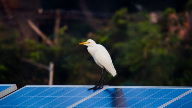 A white egret gracefully perches on a solar panel amidst a natural setting, blending wildlife with technology.