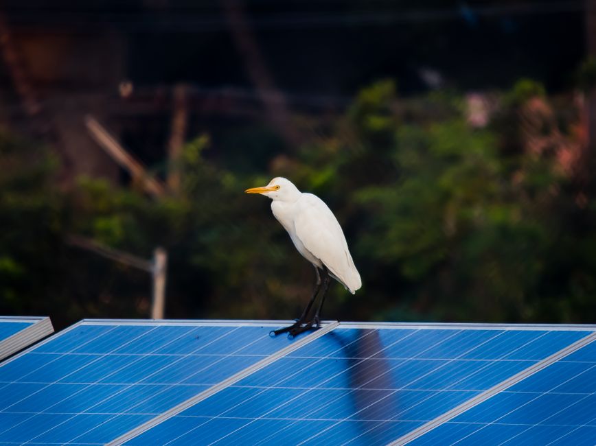 A white egret gracefully perches on a solar panel amidst a natural setting, blending wildlife with technology.